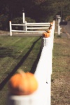 Pumpkin On A Fence