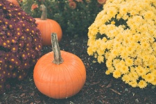 Pumpkins Display