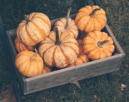 Pumpkins In A Box