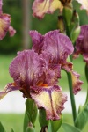 Purple And Yellow Bearded Iris 3