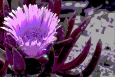 Purple Ice Plant Flower