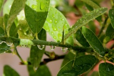 Rain Drops On Citrus Plant