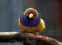 Rainbow Finch