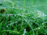 Raindrops On Plant
