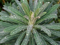 Raindrops On Plant After Rainfall