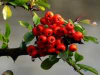 Red Berries On A Tree Branch