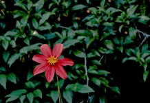 Red Flower With 7 Petals