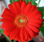 Red Gerber Daisy Close-up