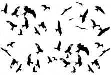 Red Kite Milvus-milvus