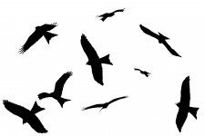 Red Kite Milvus-milvus