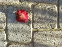 Red Leaf Cement Paving