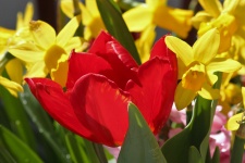 Red Tulip And Yellow Daffodils