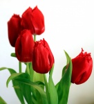 Red Tulips On White Background