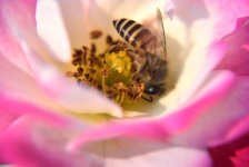 Rose And Honeybee 1