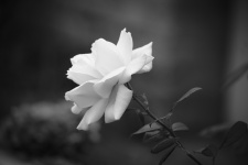 Solitary Rose