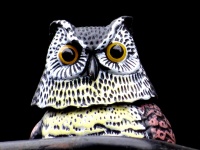 Scary Ornamental Owl