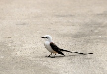 Scissor-tailed Flycatcher On Ground