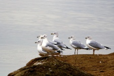 Sea Gulls At Waters Edge