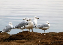 Sea Gulls Close-up