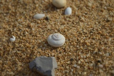 Seashell Photography On The Beach 2