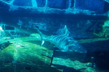 Shark Swimming In Aquarium