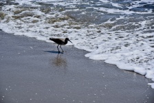 Shorebird On The Beach