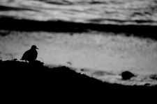 Silhouetted Bird