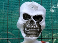 Skeleton Bones Skull
