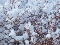 Snow On Brown Bush