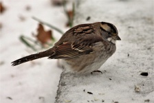 Song Sparrow In Snow