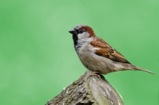 Sparrow Bird Green Background