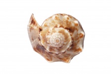 Spiral Shaped Sea Shell