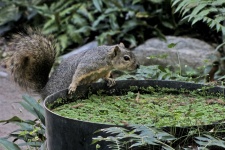 Squirrel And Water Barrel