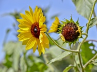 Sunflower Plant Closeup