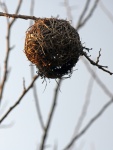 Sunlight On Dried Weaver's Nests
