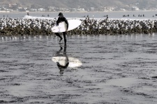 Surfers In Santa Monica Ocean