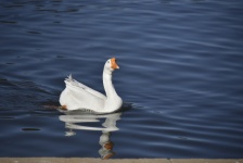 Swan Goose On Blue Lake