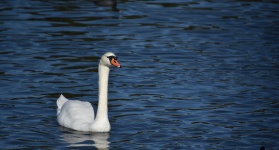 Swan Swimming On A Blue Lake