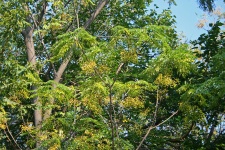 Syringa Tree With Leaves & Berries