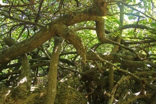Tangled Trunks And Branches