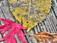 Three Autumn Leaves