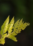 Tip Of Fern Leaf