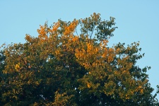 Top Of Tree With Yellow Leaves