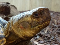 Tortoise Head Up Close