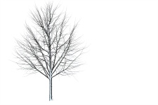 Tree In Winter