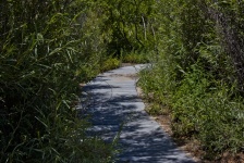 Tree-Lined Walking Path
