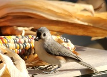 Tufted Titmouse With Seed
