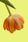 Tulip Flower Yellow Background
