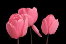 Tulips Pink