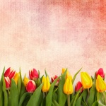 Tulips With Vintage Background